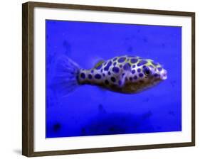 Pet Idol, Matt Junior, the Puffer Fish Owned by Matt Milburn of Gosport, June 2005-null-Framed Photographic Print