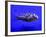 Pet Idol, Matt Junior, the Puffer Fish Owned by Matt Milburn of Gosport, June 2005-null-Framed Photographic Print