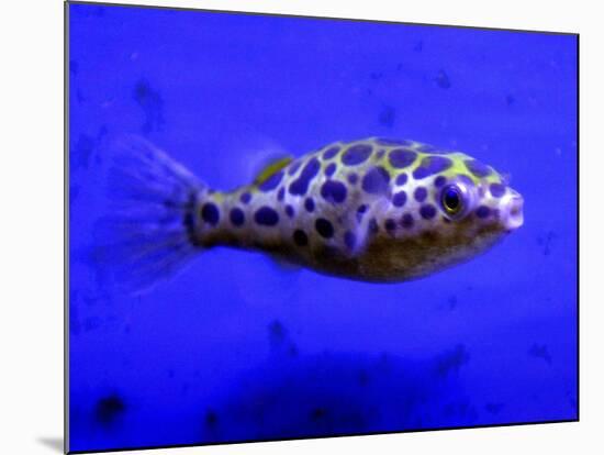 Pet Idol, Matt Junior, the Puffer Fish Owned by Matt Milburn of Gosport, June 2005-null-Mounted Photographic Print