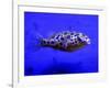 Pet Idol, Matt Junior, the Puffer Fish Owned by Matt Milburn of Gosport, June 2005-null-Framed Photographic Print