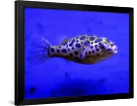 Pet Idol, Matt Junior, the Puffer Fish Owned by Matt Milburn of Gosport, June 2005-null-Framed Photographic Print