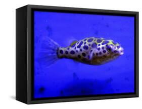 Pet Idol, Matt Junior, the Puffer Fish Owned by Matt Milburn of Gosport, June 2005-null-Framed Stretched Canvas