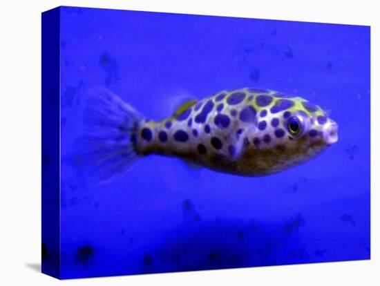 Pet Idol, Matt Junior, the Puffer Fish Owned by Matt Milburn of Gosport, June 2005-null-Stretched Canvas