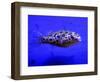 Pet Idol, Matt Junior, the Puffer Fish Owned by Matt Milburn of Gosport, June 2005-null-Framed Photographic Print
