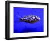 Pet Idol, Matt Junior, the Puffer Fish Owned by Matt Milburn of Gosport, June 2005-null-Framed Photographic Print