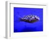 Pet Idol, Matt Junior, the Puffer Fish Owned by Matt Milburn of Gosport, June 2005-null-Framed Photographic Print