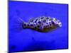 Pet Idol, Matt Junior, the Puffer Fish Owned by Matt Milburn of Gosport, June 2005-null-Mounted Photographic Print