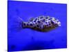 Pet Idol, Matt Junior, the Puffer Fish Owned by Matt Milburn of Gosport, June 2005-null-Stretched Canvas