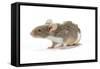 Pet Mouse-null-Framed Stretched Canvas