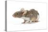 Pet Mouse-null-Stretched Canvas