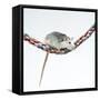 Pet Rat Balancing on Rope-null-Framed Stretched Canvas