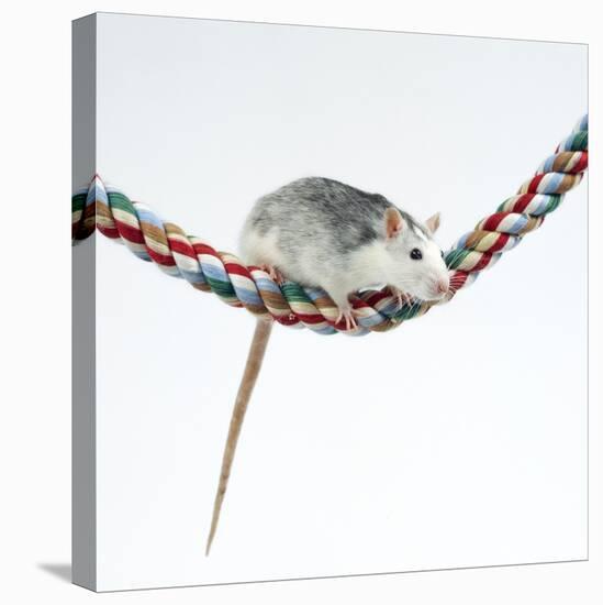 Pet Rat Balancing on Rope-null-Stretched Canvas