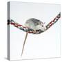 Pet Rat Balancing on Rope-null-Stretched Canvas