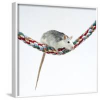 Pet Rat Balancing on Rope-null-Framed Photographic Print