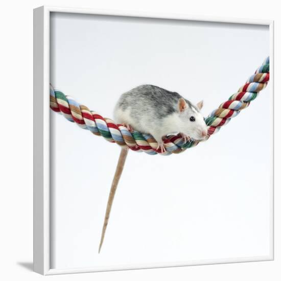 Pet Rat Balancing on Rope-null-Framed Photographic Print