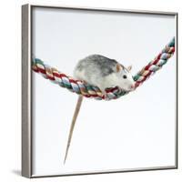 Pet Rat Balancing on Rope-null-Framed Photographic Print