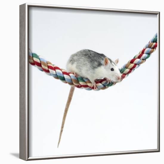 Pet Rat Balancing on Rope-null-Framed Photographic Print