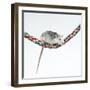 Pet Rat Balancing on Rope-null-Framed Photographic Print