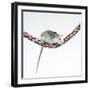 Pet Rat Balancing on Rope-null-Framed Photographic Print