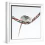 Pet Rat Balancing on Rope-null-Framed Photographic Print