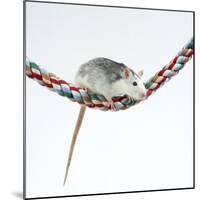 Pet Rat Balancing on Rope-null-Mounted Photographic Print