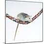 Pet Rat Balancing on Rope-null-Mounted Photographic Print