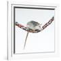 Pet Rat Balancing on Rope-null-Framed Photographic Print