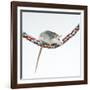 Pet Rat Balancing on Rope-null-Framed Photographic Print