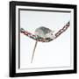 Pet Rat Balancing on Rope-null-Framed Photographic Print