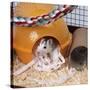 Pet Rat in Bed in Cage-null-Stretched Canvas