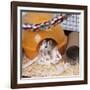 Pet Rat in Bed in Cage-null-Framed Photographic Print