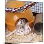 Pet Rat in Bed in Cage-null-Mounted Photographic Print