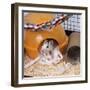 Pet Rat in Bed in Cage-null-Framed Photographic Print