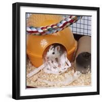 Pet Rat in Bed in Cage-null-Framed Photographic Print