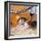 Pet Rat in Bed in Cage-null-Framed Photographic Print