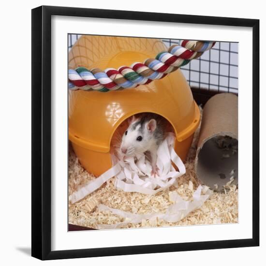 Pet Rat in Bed in Cage-null-Framed Photographic Print