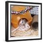 Pet Rat in Bed in Cage-null-Framed Photographic Print