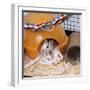 Pet Rat in Bed in Cage-null-Framed Photographic Print