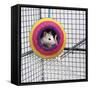 Pet Rat in Toy in Cage-null-Framed Stretched Canvas