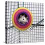 Pet Rat in Toy in Cage-null-Stretched Canvas