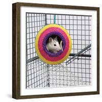 Pet Rat in Toy in Cage-null-Framed Photographic Print