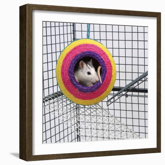 Pet Rat in Toy in Cage-null-Framed Photographic Print