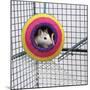 Pet Rat in Toy in Cage-null-Mounted Photographic Print