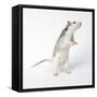 Pet Rat Standing on Hind Legs-null-Framed Stretched Canvas