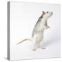 Pet Rat Standing on Hind Legs-null-Stretched Canvas