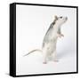 Pet Rat Standing on Hind Legs-null-Framed Stretched Canvas