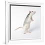 Pet Rat Standing on Hind Legs-null-Framed Photographic Print