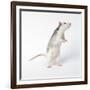 Pet Rat Standing on Hind Legs-null-Framed Photographic Print