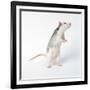 Pet Rat Standing on Hind Legs-null-Framed Photographic Print