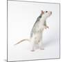 Pet Rat Standing on Hind Legs-null-Mounted Photographic Print